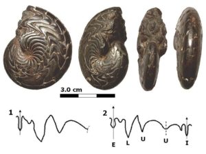 Fossil Amonita